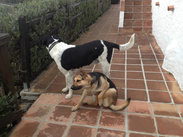 进入酒店大门之后。我们又呆住了。。。迎接我们的并不是人，而是两只听到动静的巨型犬。其实那两只狗狗超级温顺听话的。但是他们刚开始迎接我们的叫声真的好渗人。。。让我们产生了误会，也不能怪我们怂嘛！