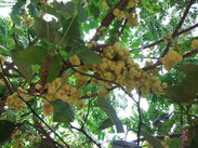 酒店有很多这样的树，果实很特别。 